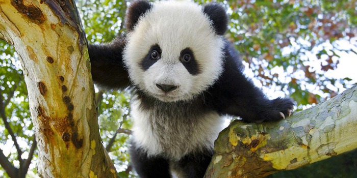 chengdu-giant-panda-breeding