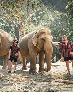 chiang mai elephants