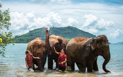 Elephants in Thailand
