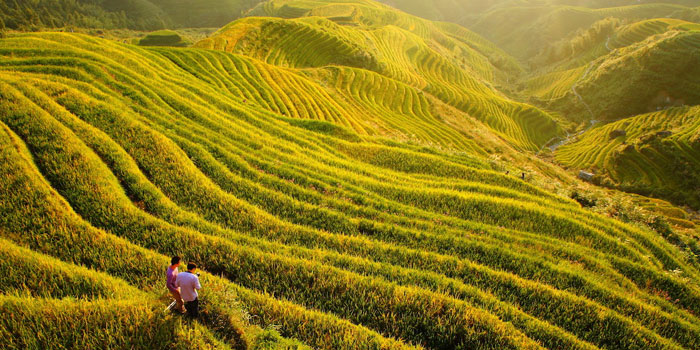 longji-rice-terraces-700