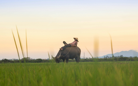  North or South Vietnam: The Differences & Which One to Visit? (Ultimate Guide 2025)