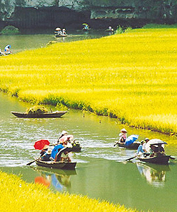 sailing-golden-field