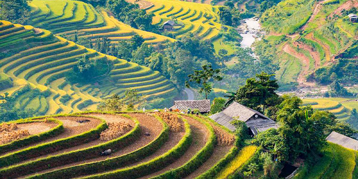 terraced-rice-field-of-hoang-su-phi