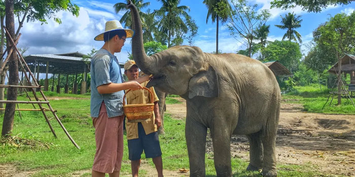 Thailand Asian elephant