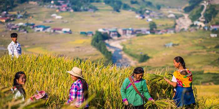 the-locals-in-the-golden-rice-paddies