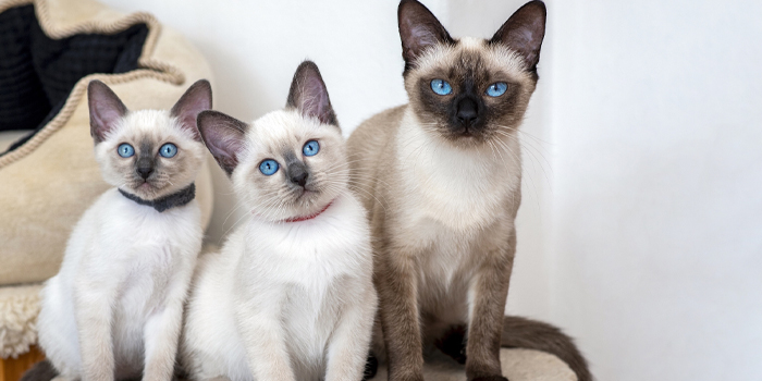 three-cute-thai-siamese-cats