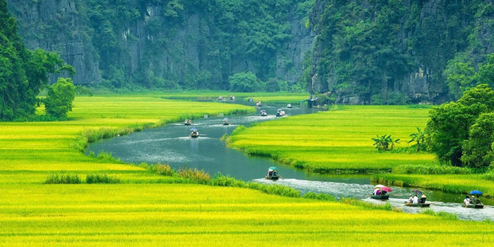 Vietnam rice paddy fields tour